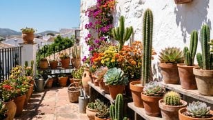 planta exterior para sembrar durante el verano