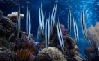Peces, navaja, animales, naturaleza