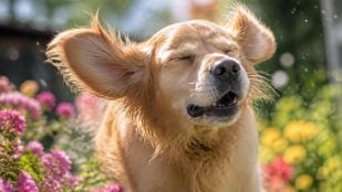Por qué estornuda el perro