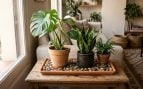 bandeja piedra plantas