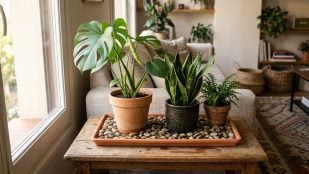 bandeja piedra plantas