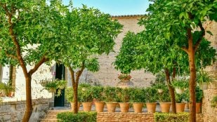planta frutal