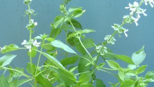 repelente natural contra los mosquitos