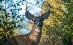 Ciervos, ecosistemas, animales, curiosidades