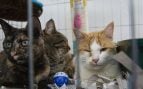 Gatos. EuropaPress.