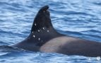 Orca