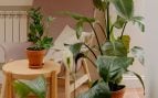 plantas para absorber la humedad