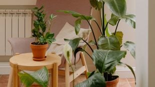 plantas para absorber la humedad