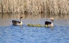 Tablas de Daimiel
