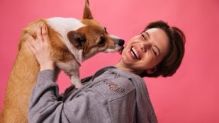 Perro, animales, mascotas