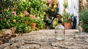 hormigas en tu jardín