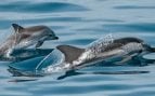 Delfines