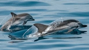 Delfines