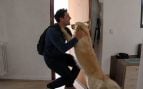 Expertos en adiestramiento canino coinciden: 