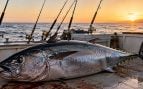 Pesca, animales, peces
