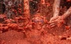 La Tomatina de Buñol