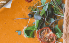 gazpacho