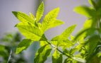 repelente natural contra los mosquitos