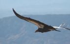 Un cóndor de California (Gymnogyps californianus) en pleno vuelo, mostrando su envergadura de hasta 2,9 metros, la mayor entre las aves de Norteamérica. Fuente: Servicio de Pesca y Vida Silvestre de Estados Unidos (FWS)