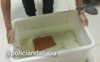 Ajolote mexicano