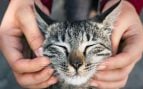Gato kit