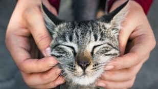 Gato kit