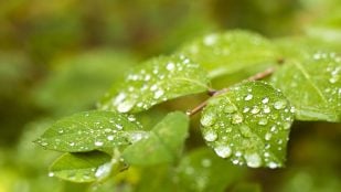 olor lluvia
