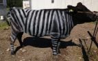 Las vacas del experimento en Japón con los tres tratamientos aplicados: rayas blancas y negras, solo rayas negras y sin pintar, el grupo de control. Foto: PLOS ONE