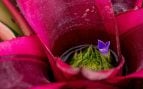 planta tropical