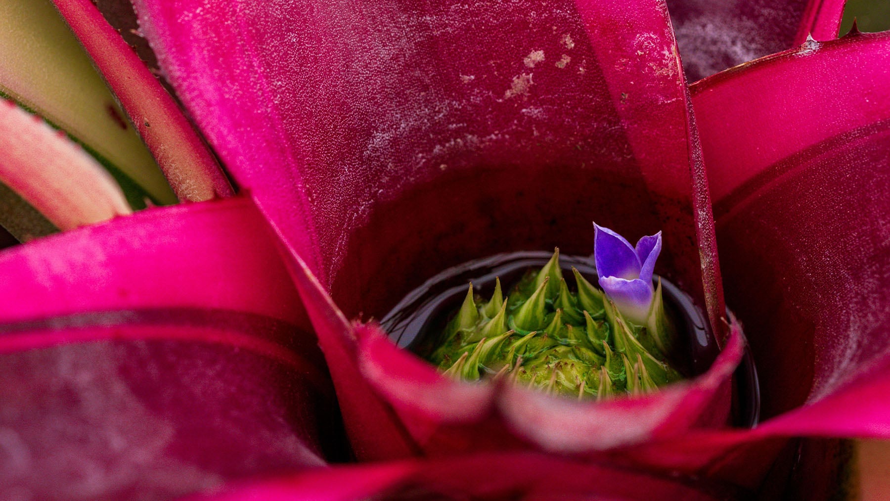 Jamás pongas esta planta tropical en tu casa aunque sea colorida: requiere mucha humedad y atraerá a todas las cucarachas