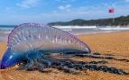 Carabela portuguesa, animales, mar