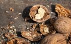 cáscaras de nueces