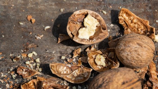 cáscaras de nueces