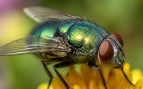 Mosca carnívora