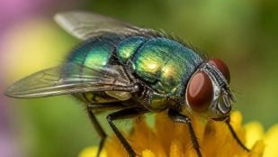 Mosca carnívora
