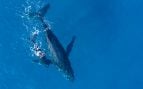 ballena jorobada