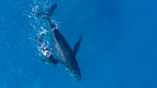 ballena jorobada
