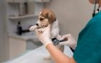 veterinarios perros
