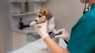 veterinarios perros