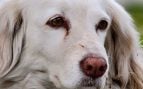 Perro