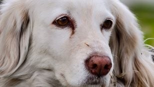 Perro