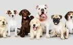 Perro, animales, mascotas