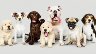 Perro, animales, mascotas
