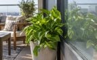 Plantas, flora, curiosidades