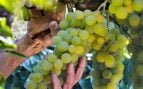 Uvas, racimos, Trebujena, Cádiz, Andalucía