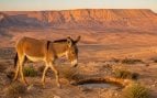 Asno, animales, naturaleza