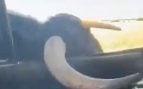 Pánico en Guadalajara: un toro embiste un coche durante un encierro y se queda enganchado en la puerta