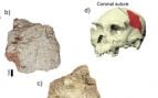 cráneo, arqueología, hallazgo