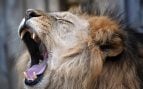 Alarma en Toledo: la Guardia Civil busca a un león suelto en la Sierra de San Vicente