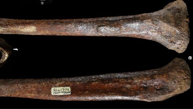 El fémur Penghu 2 y la tibia Penghu 3, los dos huesos del denisovano gigante hallado bajo el Estrecho de Taiwán. Foto: Kaifu et al., bioRxiv